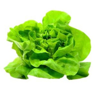 Green Leaf Lettuce