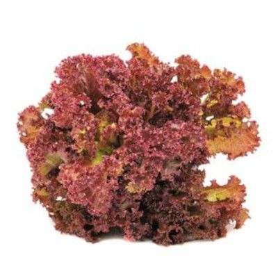 Red Leaf Lettuce
